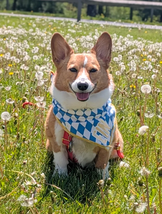 Ein on the front lawn