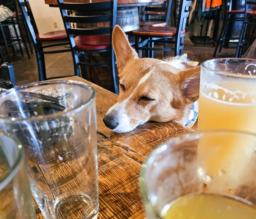 Ein after a few too many