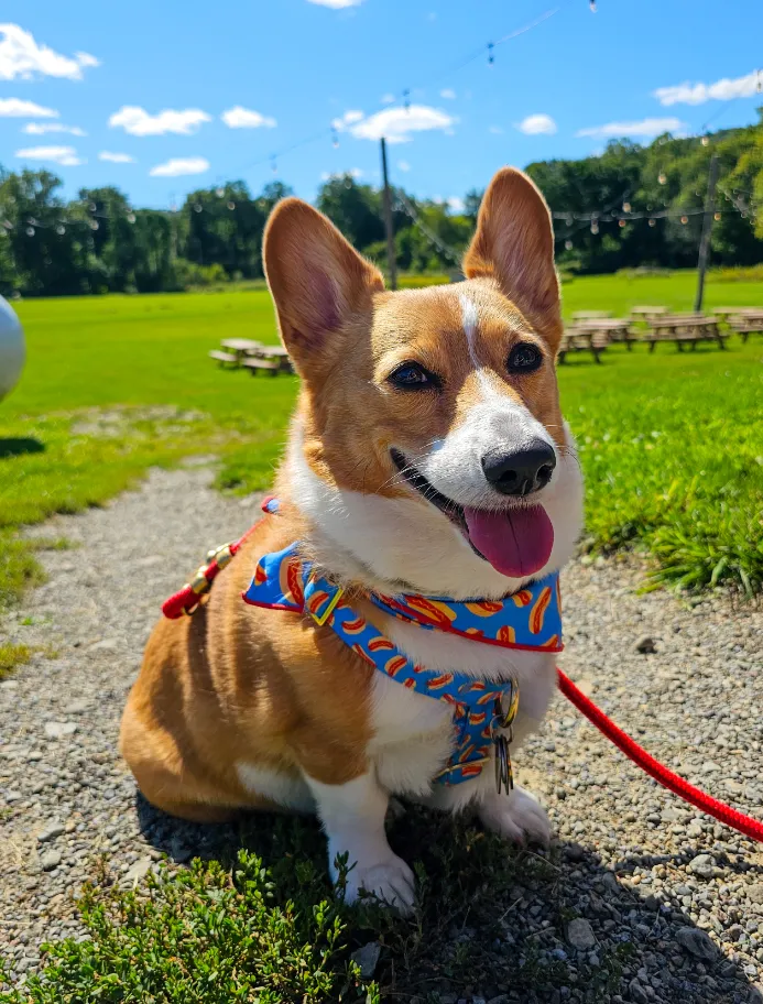 Ein in front of field